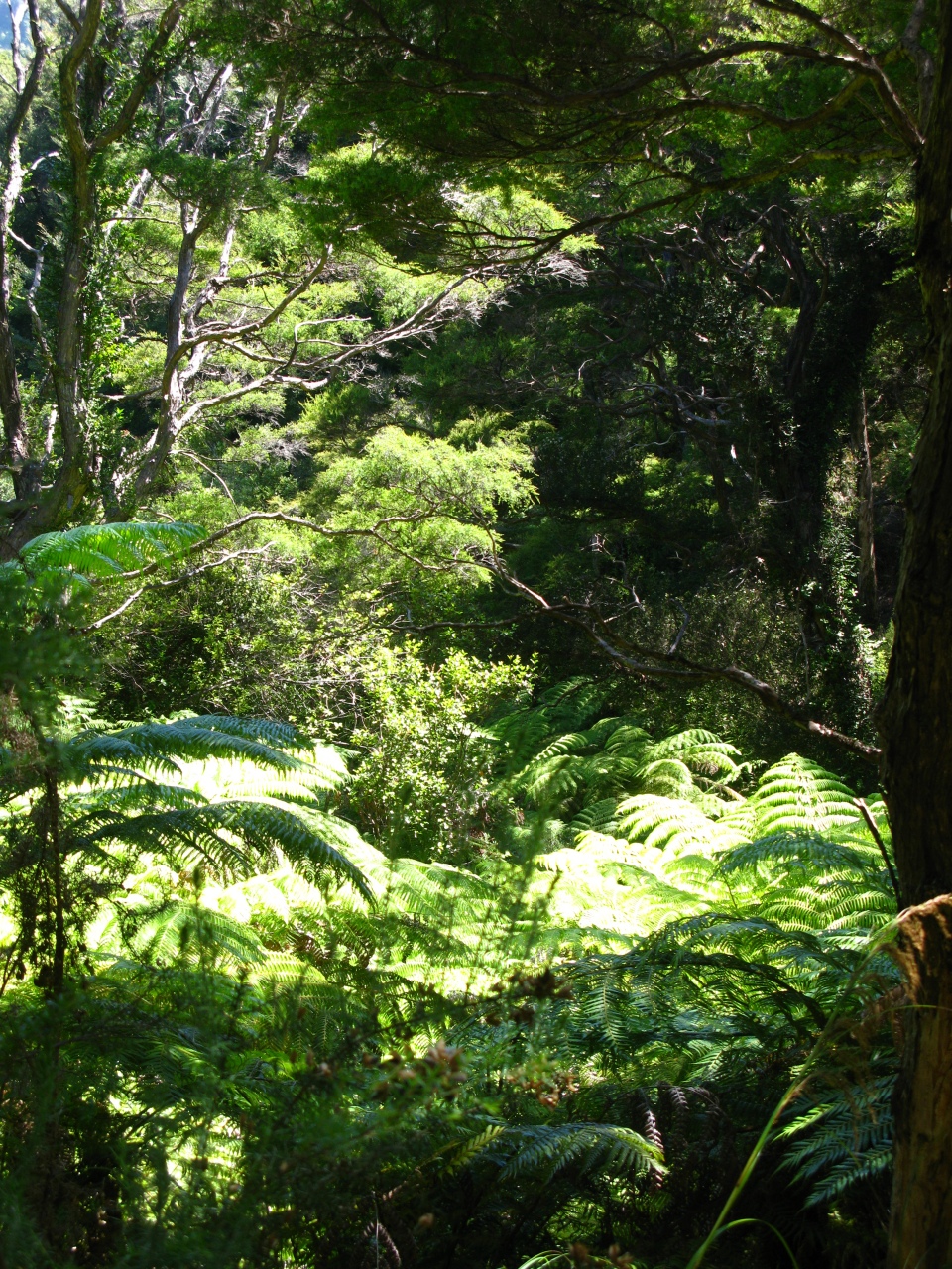 Abel Tasman