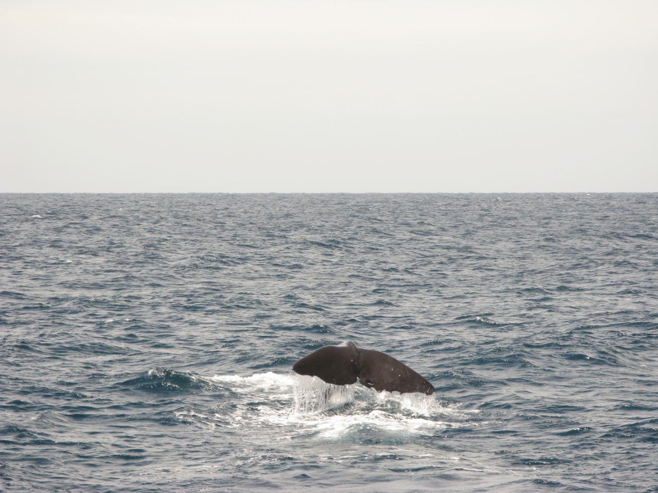 Kaikoura - Hvalsafari