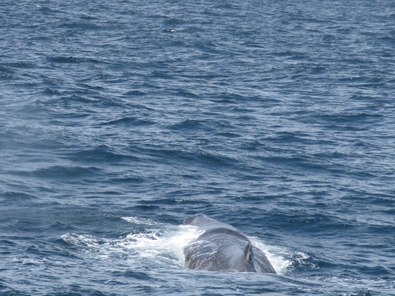 Kaikoura - Hvalsafari