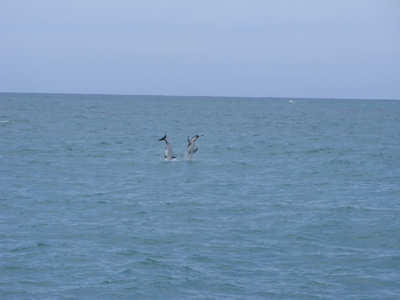 Kaikoura - Hvalsafari