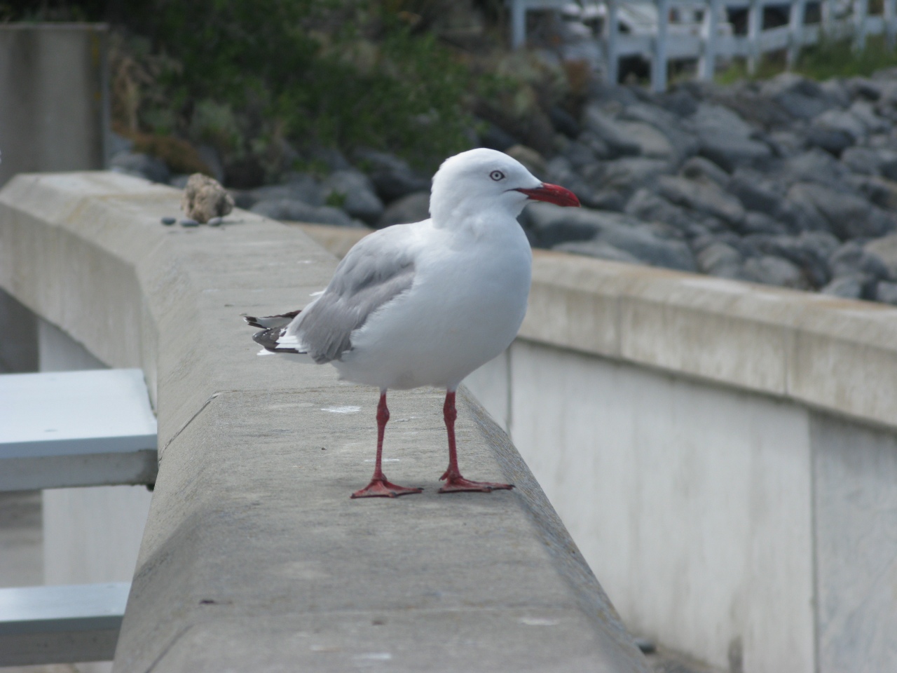 Kaikoura - Hvalsafari