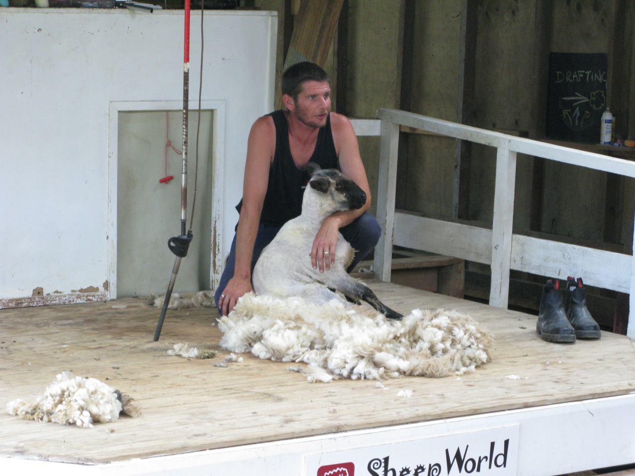 Sheepworld